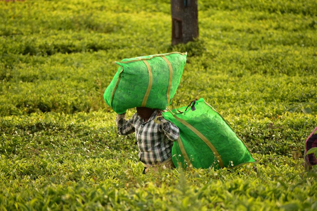 Green jobs hiring now