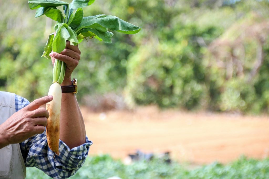 Alternative to season workers visa in the UK for foreigners